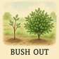 bush out